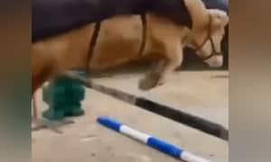 La vaca sin problema los obstáculos destinados para el ejercicio del equino,