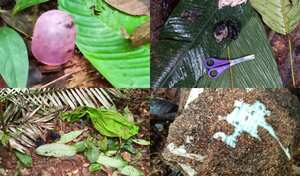 Estos objetos fueran pieza clave para que las Fuerzas Especiales pudieran seguir el rastro de los menores.