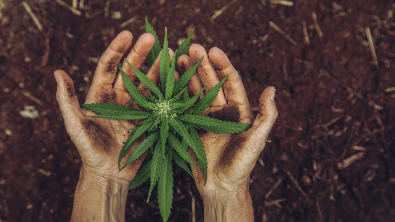 El 20% de los consumidores de marihuana en Bogotá la siembran en casa.