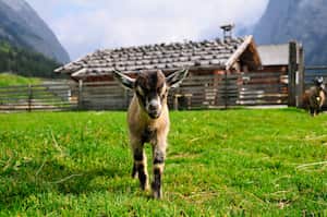 A baby pygmy goat coming up, in the background there is a alp and tyrolean mountains.