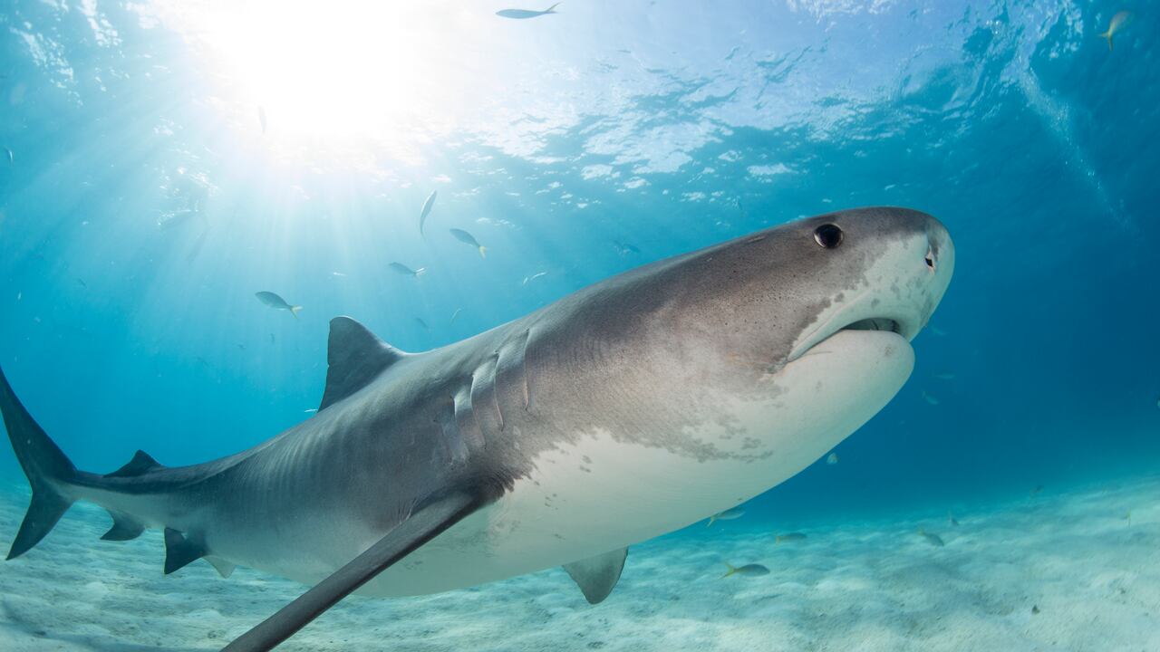 Foto de un tiburón tigre.