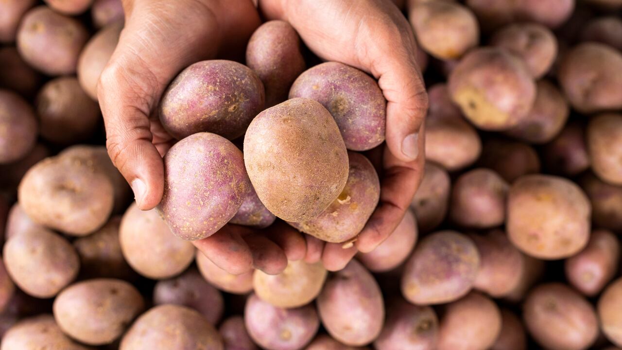 Papatón 2.0: Conozca los puntos en los que se venderá la mejor papa para apoyar a los campesinos del país