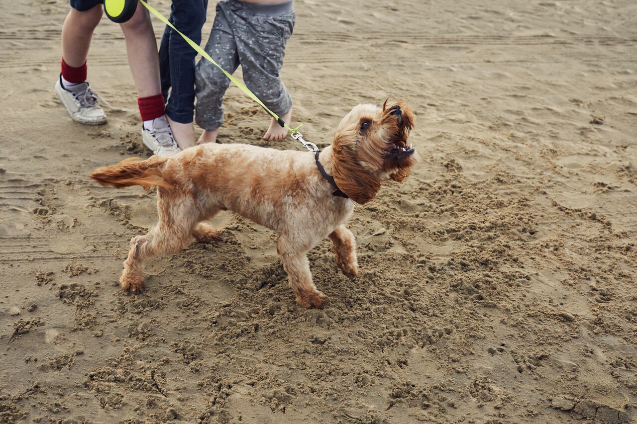¿Qué hacer si un perro ladra mucho?