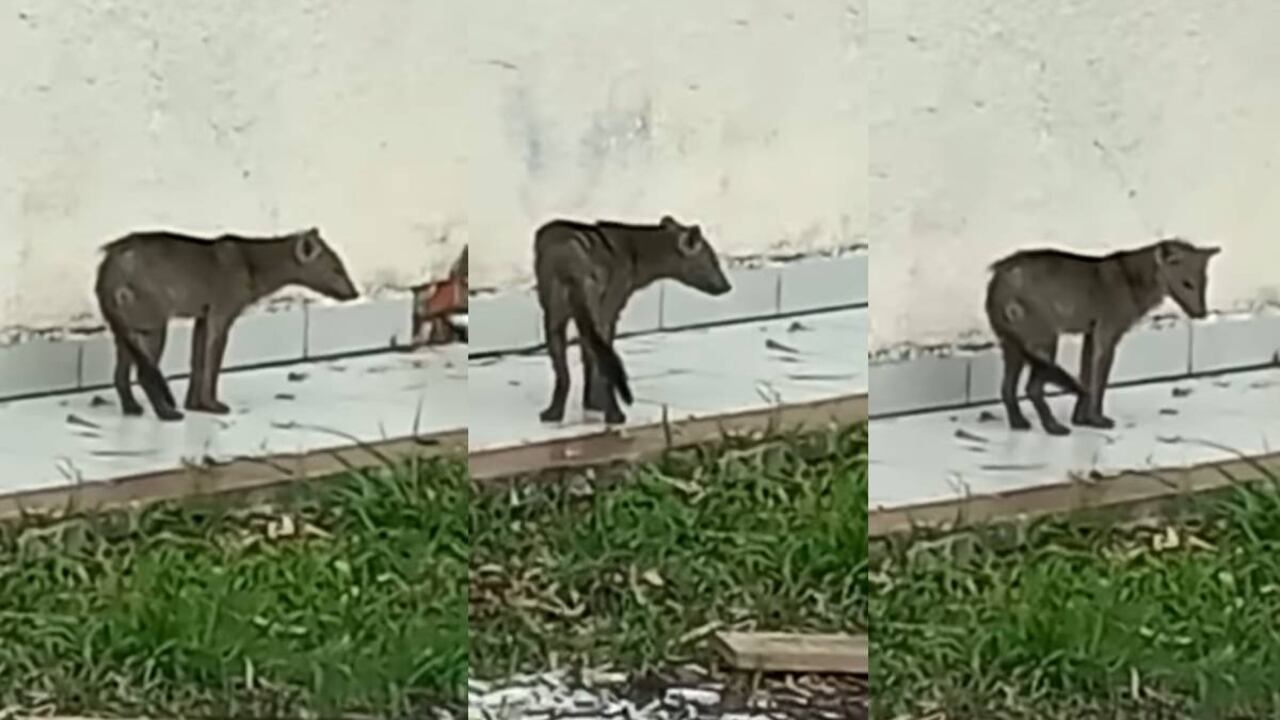 Según la ficha técnica emitida por los expertos en la Agencia de Noticias Ambientales, ”se trata de un espécimen juvenil que  tiene de 7 a 8 meses de nacido"