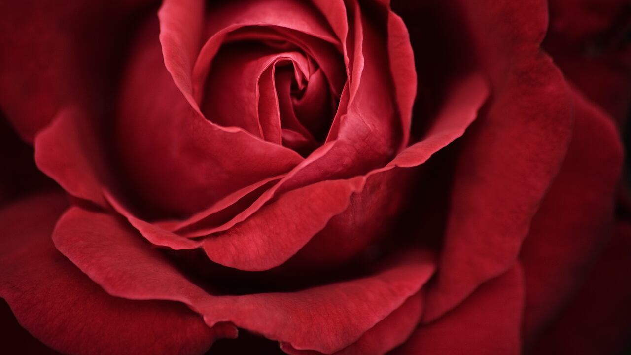 Rosas rojas
