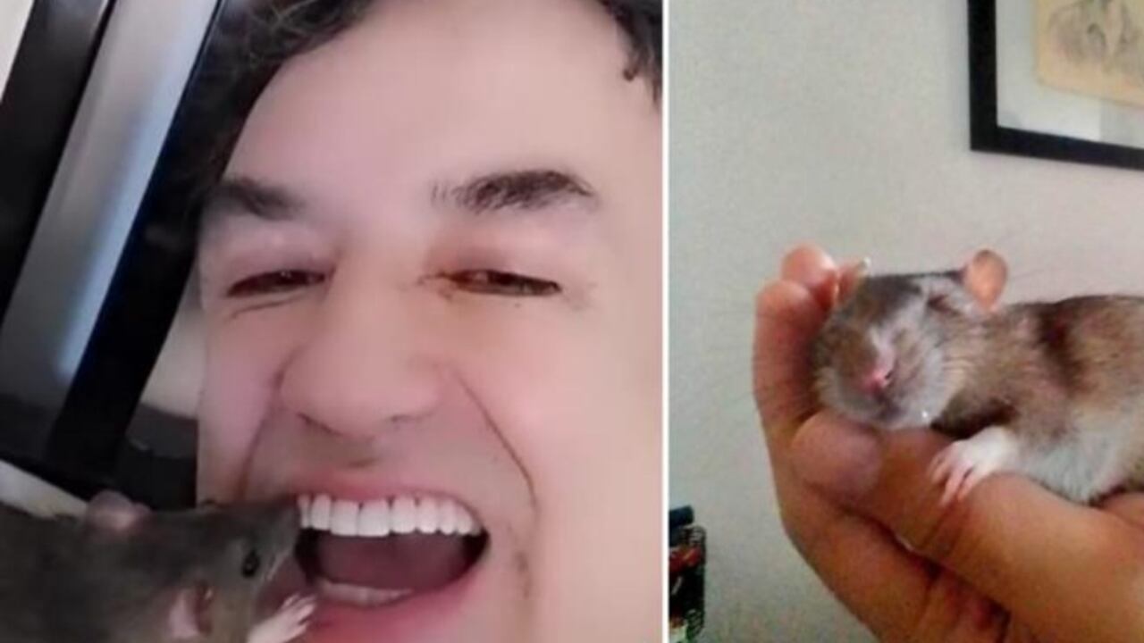 Sergio barbosa y sus ratas