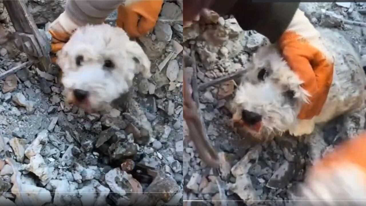 El conmovedor rescate en Turquía de un perrito que estaba en los escombros