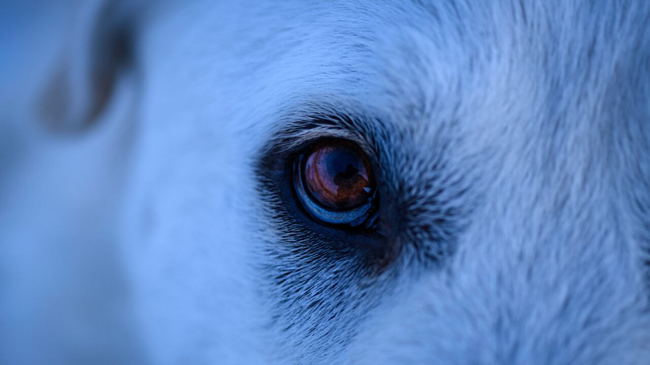 Ojo de un perro.