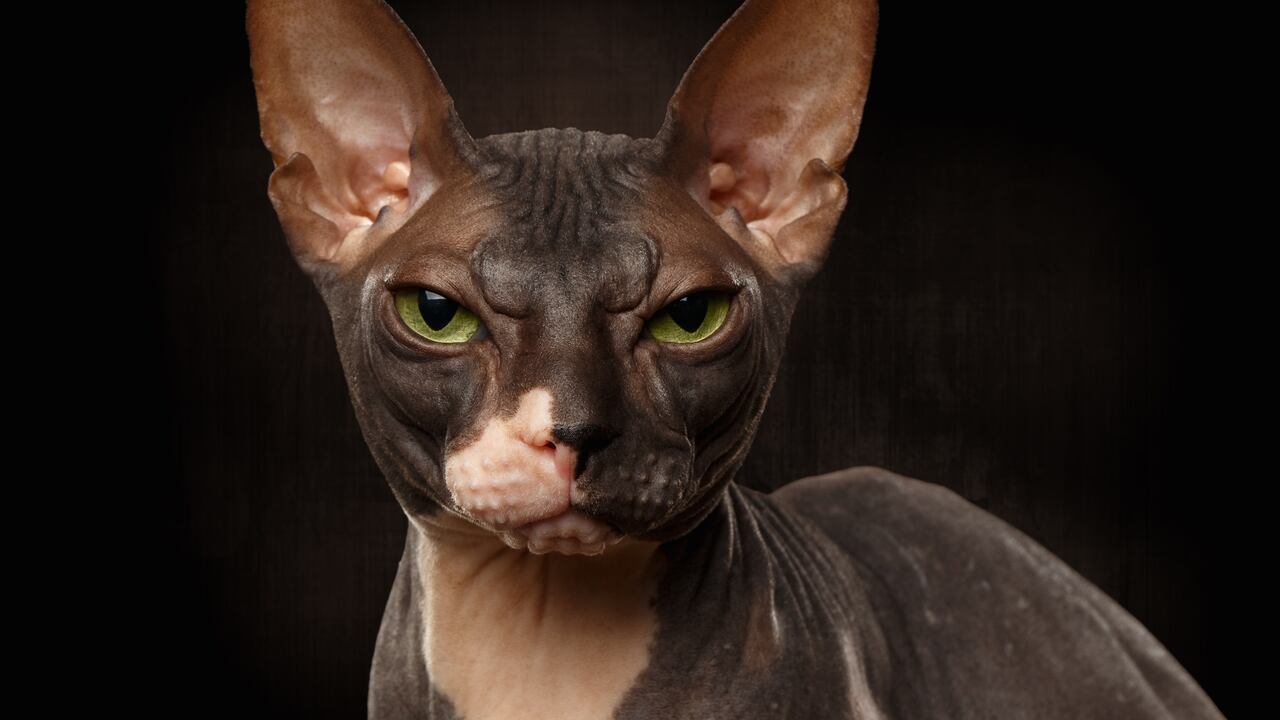 Gato fue encontrado con tatuajes en una cárcel en Juárez.