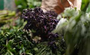 Hierbas para el mal de amores