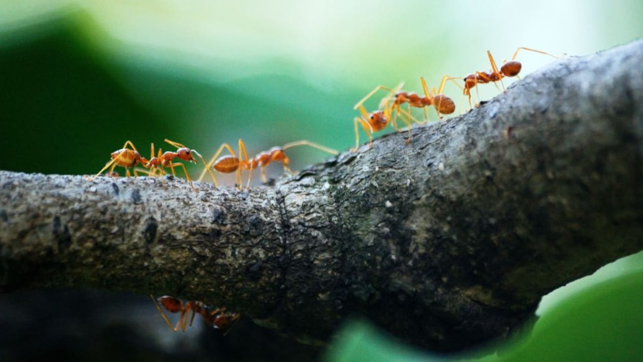 Hormigas