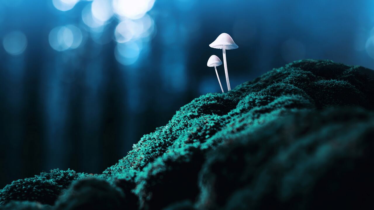 Hongos mágicos