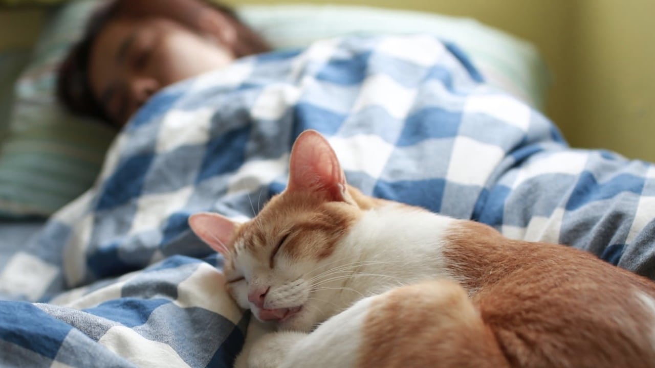 Si es un gato que sale de la casa, sin que el dueño lo sepa, podrían traer con ellos pulgas o garrapatas que se meterían en la cama