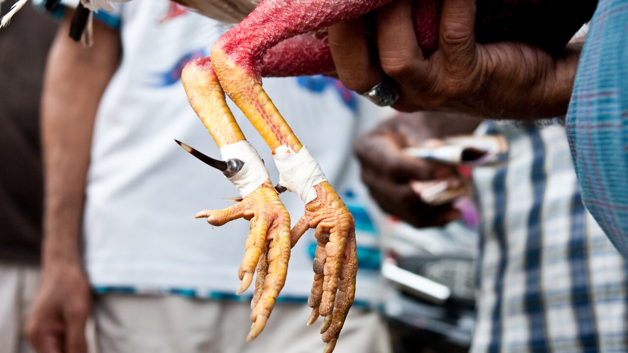 En algunos lugares, en el marco de las peleas de gallos, los duelo de los animales  atan espuelas metálicas o cuchillas en las patas de los pollos para hacer 'más letal' su ataque.