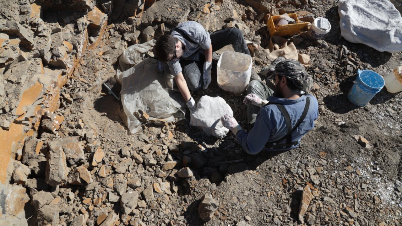 Hallazgo nueva especie en Argentina