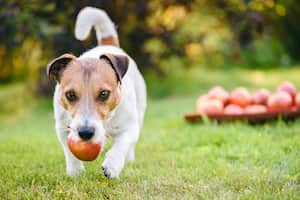 Las manzanas son una de las frutas que no le generan complicaciones al organismo de los perros.