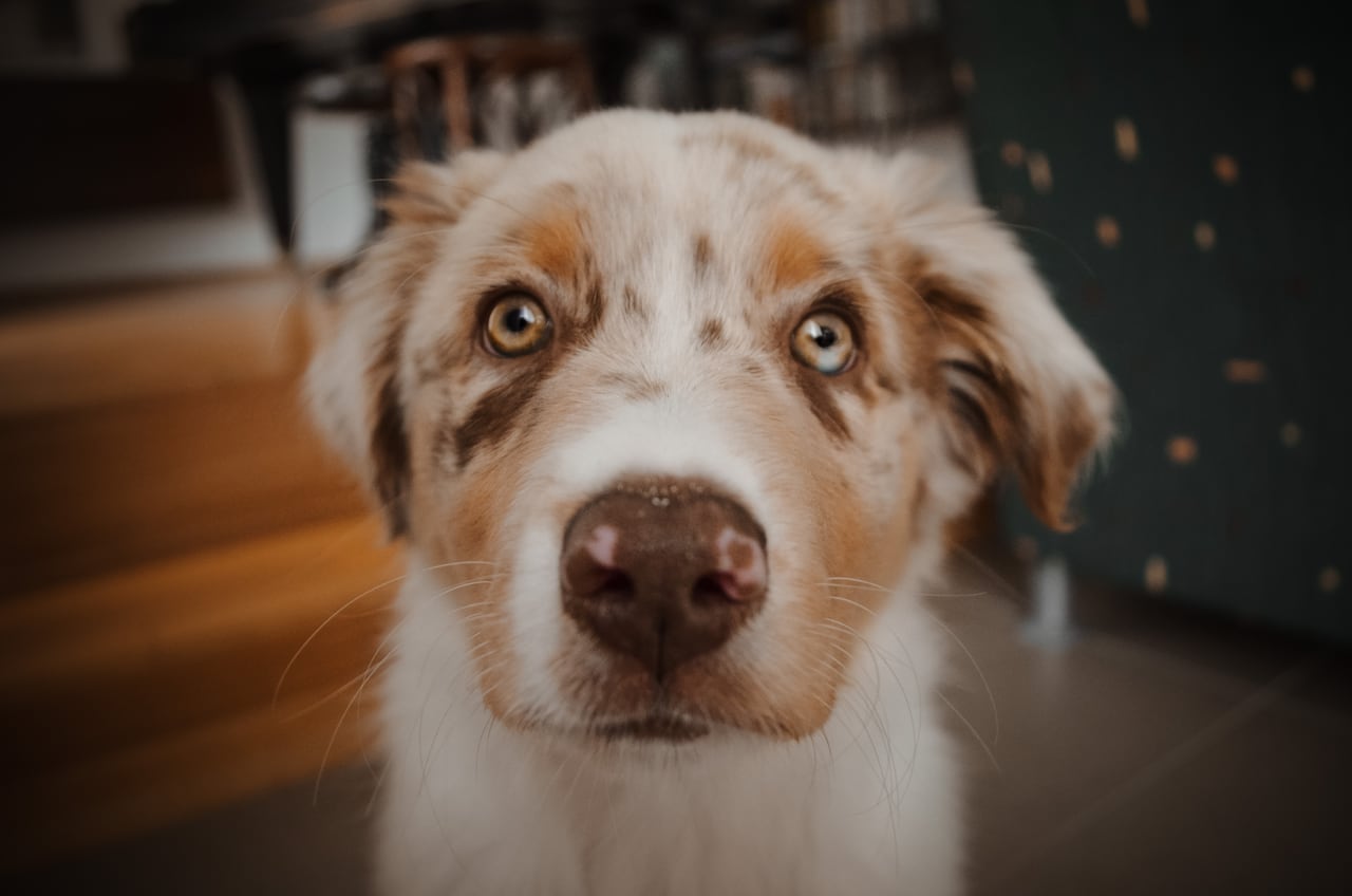 Perro mirando fijamente