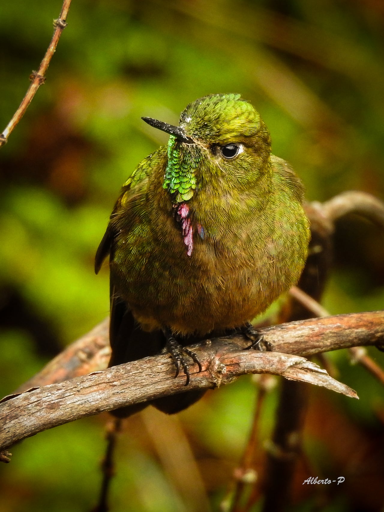 Colibrí picoespina