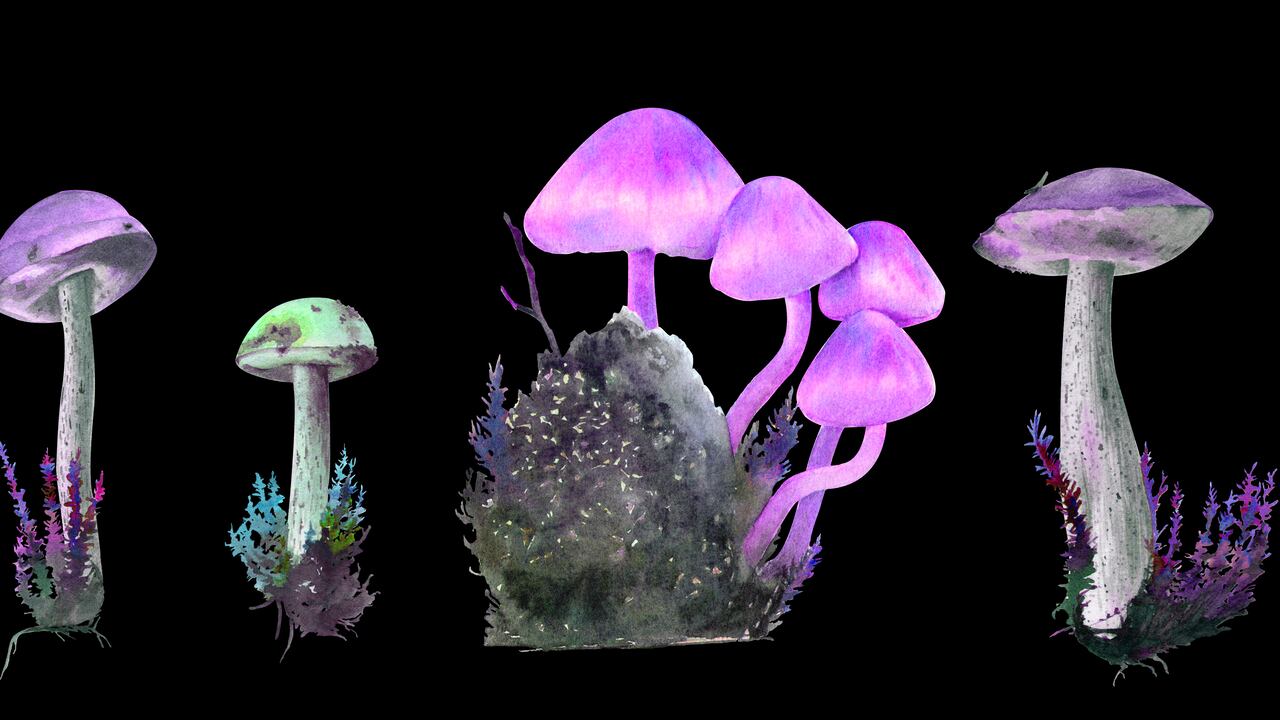 Hongos mágicos y su efecto en la salud mental