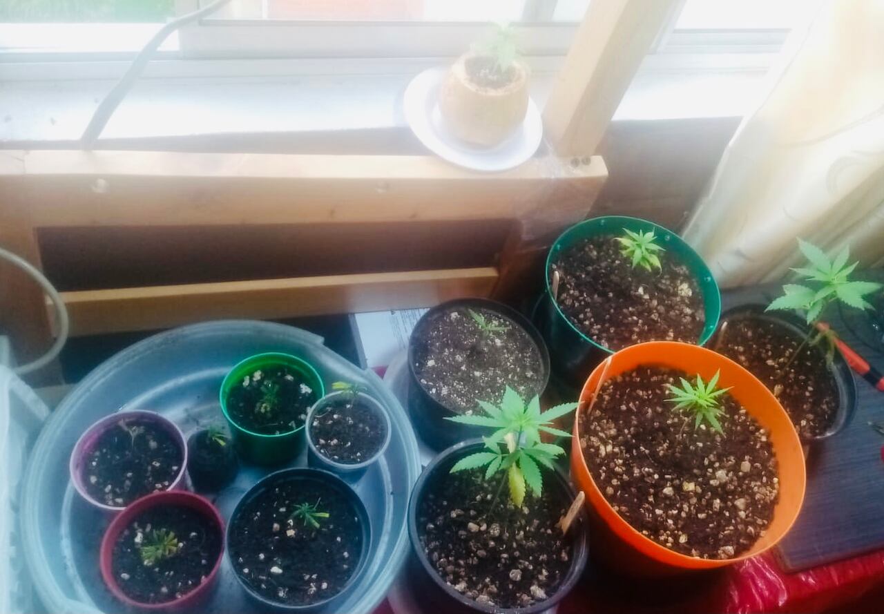 El 20% de los bogotanos consumidores de cannabis cultivan la mata en casa.