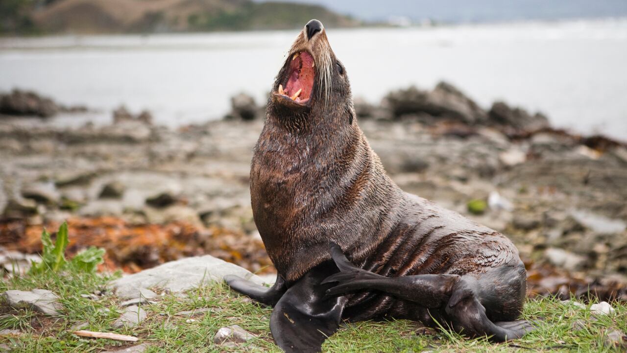 Visitar Kaikoura