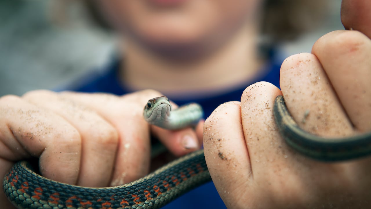 Young boy with sand on his hands holding a small snake, close up.