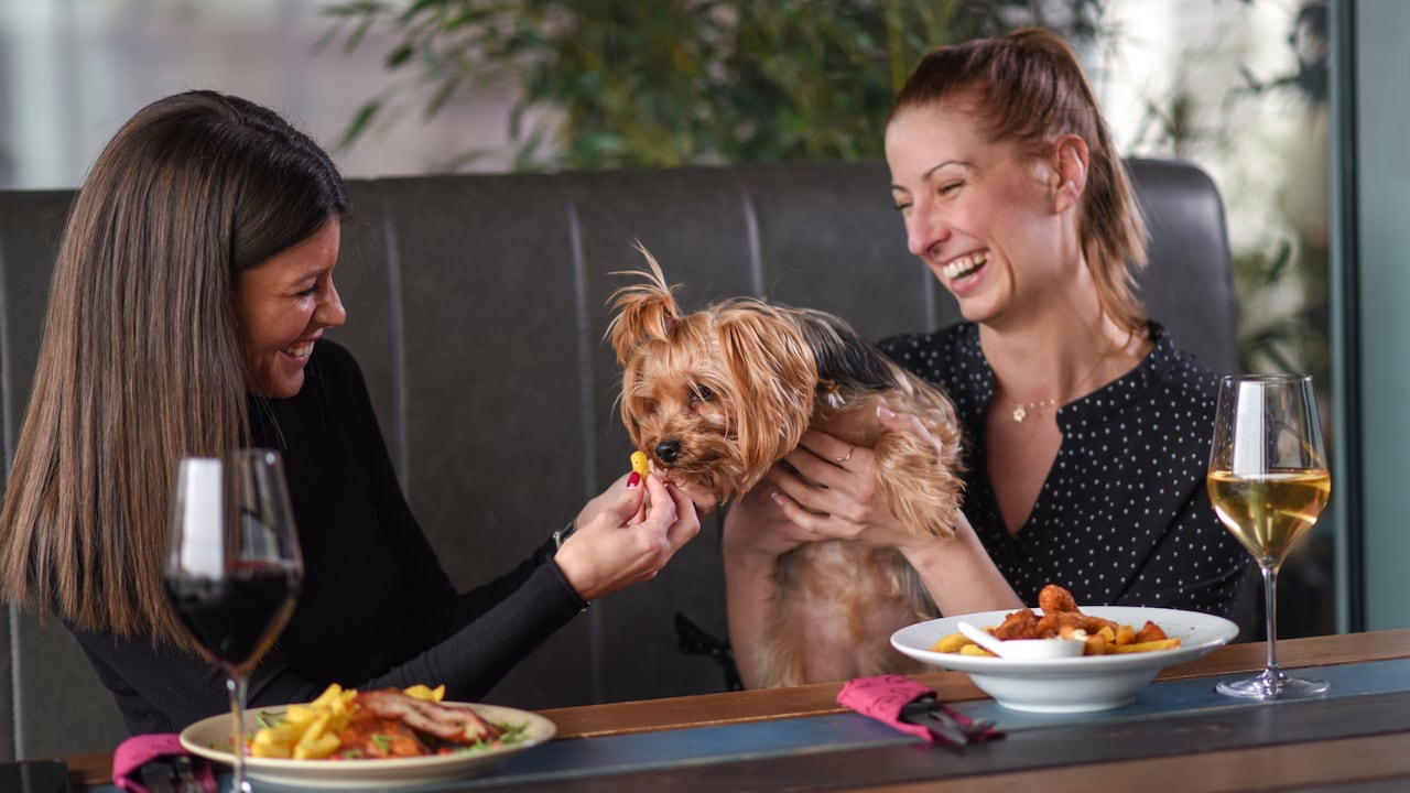 Los mejores restaurantes pet friendly de Bogotá y sus alrededores que debería visitar