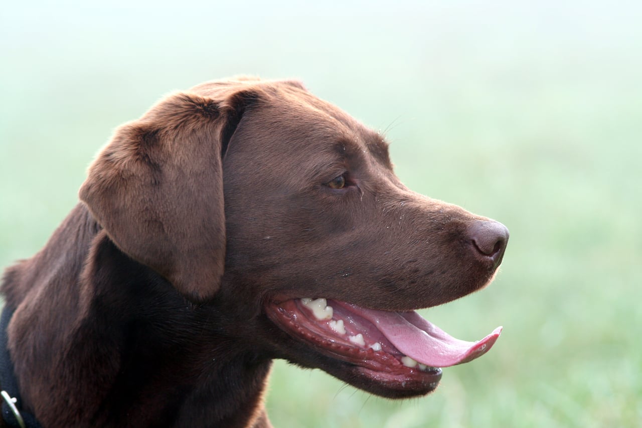 Así se puede eliminar el mal aliento de un perro