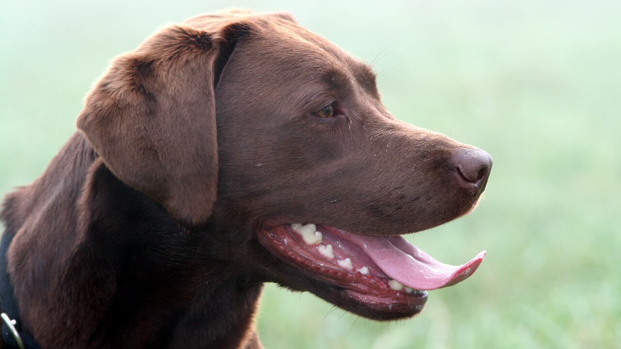 Así se puede eliminar el mal aliento de un perro