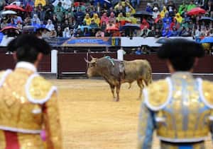El toro, el centro de atención