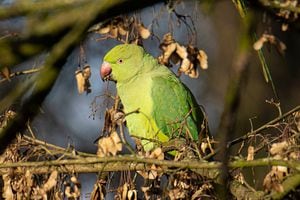 The rose-ringed parakeet - Psittacula krameri, also known as the ring-necked parakeet, is a medium-sized parrot in the genus Psittacula, of the family Psittacidae. It has disjunct native ranges in Africa and the Indian Subcontinent, and is now introduced into many other parts of the world where feral populations have established themselves and are bred for the exotic pet trade. One of the few parrot species that have successfully adapted to living in disturbed habitats. The number of ring necked parakeets in the central urban part of the Netherlands has almost doubled to some 22,000 in 10 years, according to a count by volunteers on behalf of bird research group Sovon Vogelonderzoek Nederland. . The birds are spotted perched on the branches of tree and bushes in a forest with a lake pond in the nature, the natural habitat environment for bird near the urban environment of Eindhoven in Park Meerland near Meerhoven. Eindhoven, the Netherlands on January 29, 2022 (Photo by Nicolas Economou/NurPhoto via Getty Images)