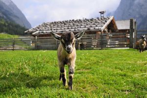 A baby pygmy goat coming up, in the background there is a alp and tyrolean mountains.